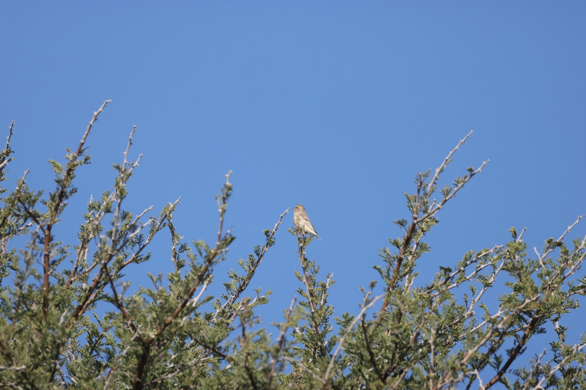 Black-throated Canary - ML643656756