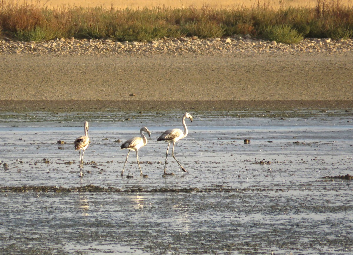 Greater Flamingo - ML643656757