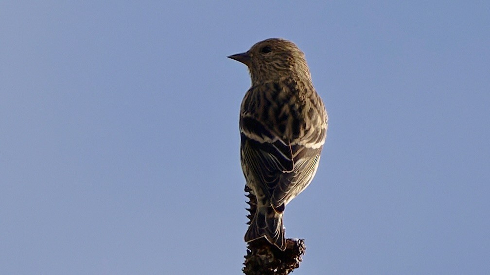 Pine Siskin - ML643656762