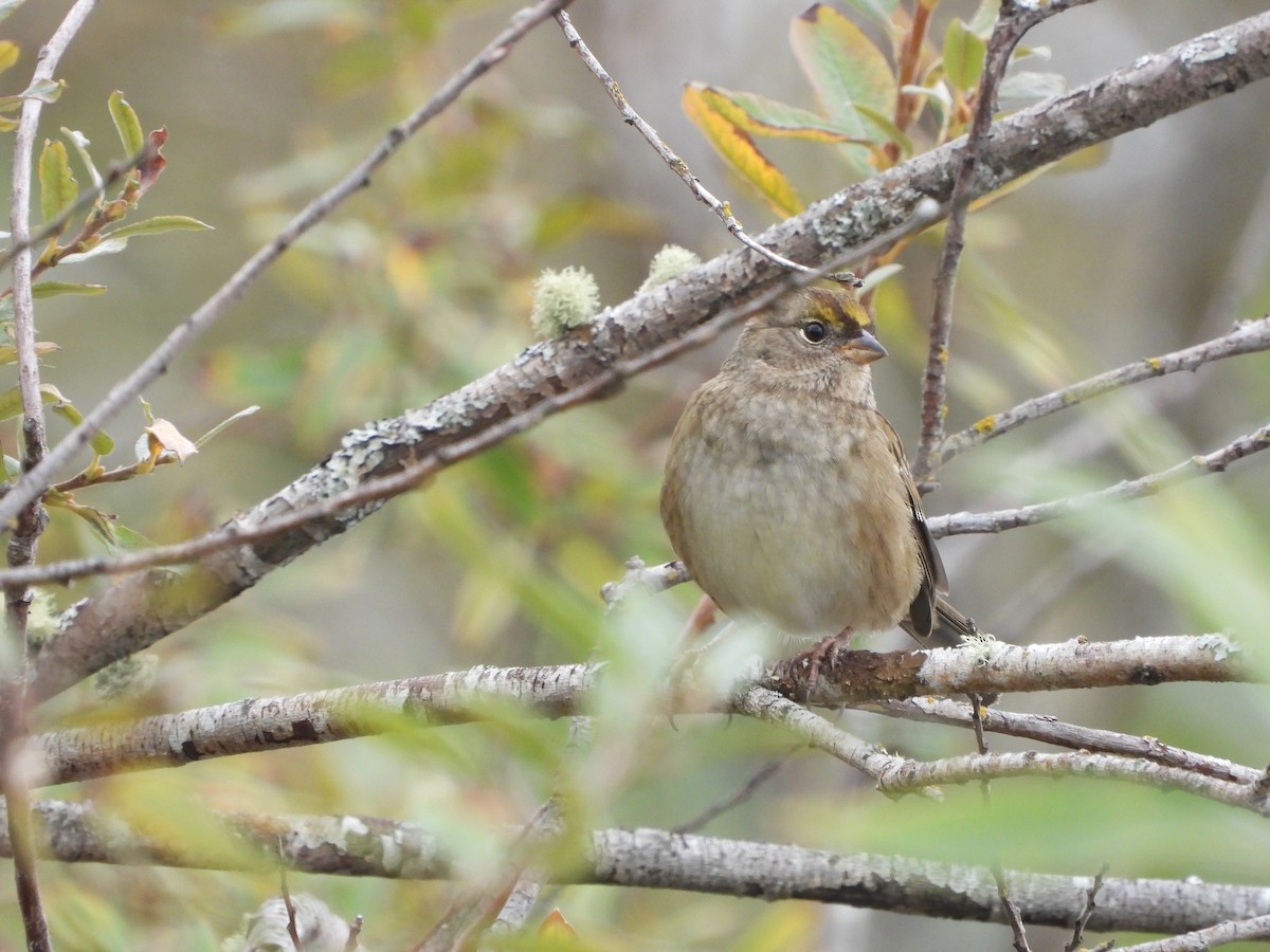Golden-crowned Sparrow - ML643656763