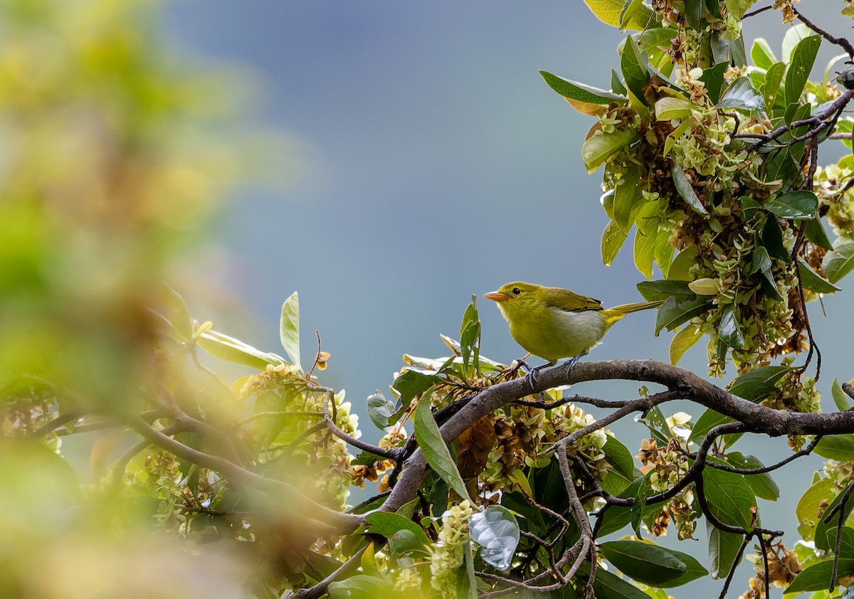 Guira Tanager - ML643656765
