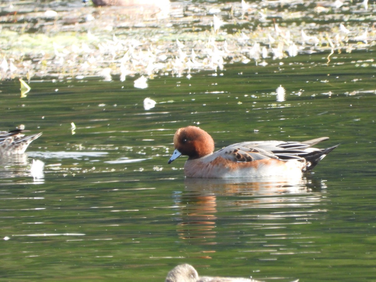 Eurasian Wigeon - ML643656775