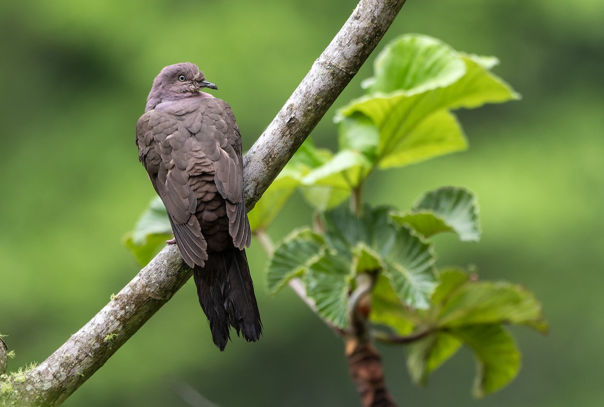 Plumbeous Pigeon - ML643656785