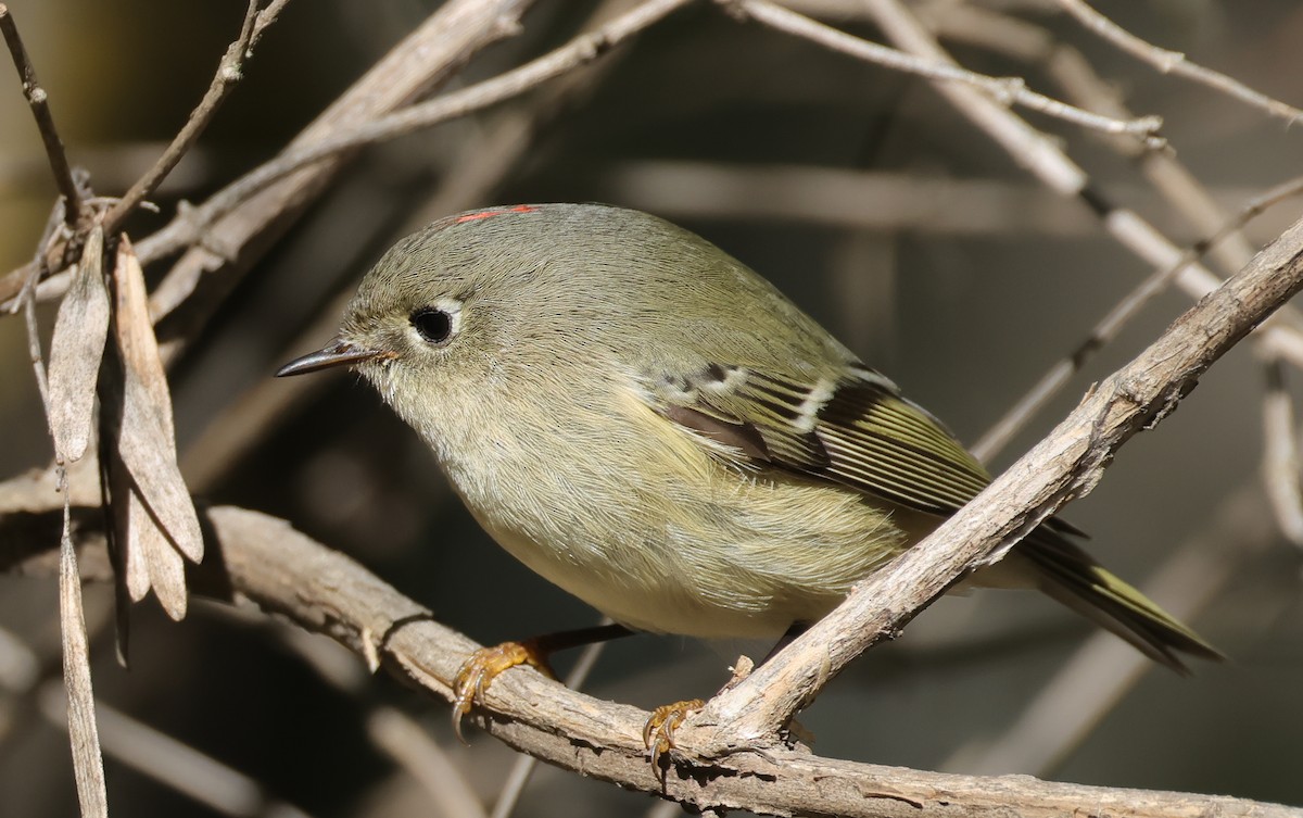 Ruby-crowned Kinglet - ML643656791