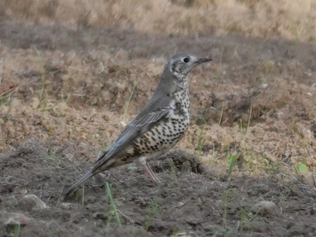Mistle Thrush - ML643656805