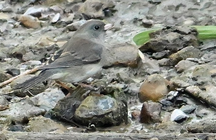 Dark-eyed Junco (Slate-colored) - ML643656810