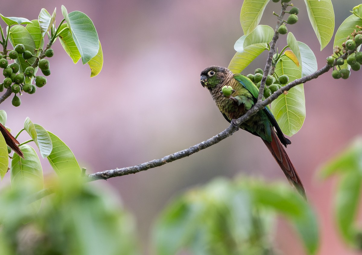 Green-cheeked Parakeet - ML643656840