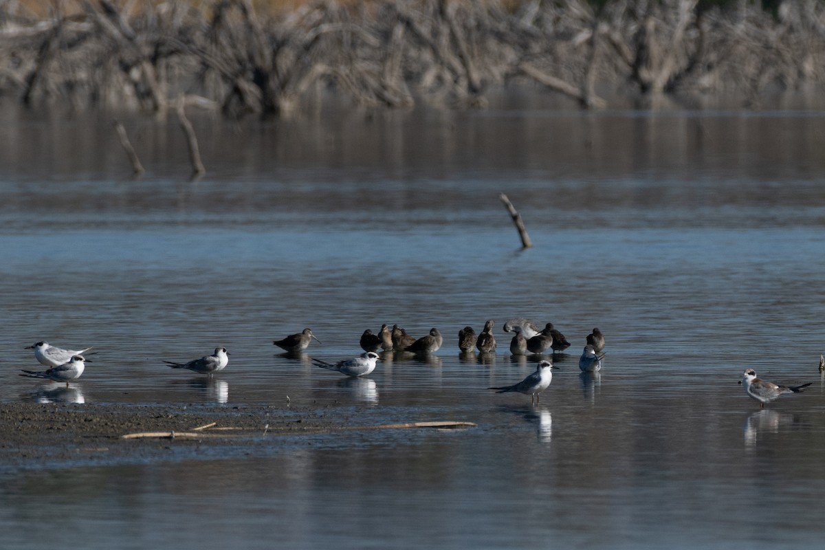 Forster's Tern - ML643656844