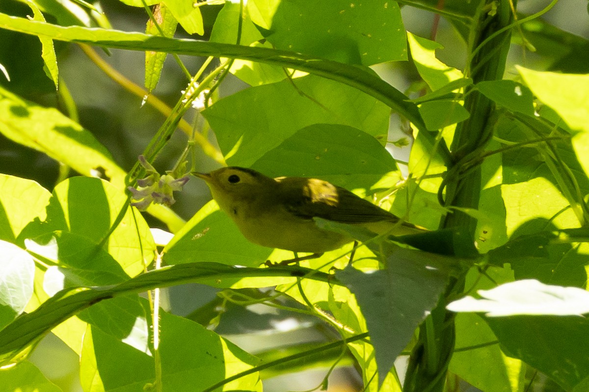 Wilson's Warbler - ML643656861