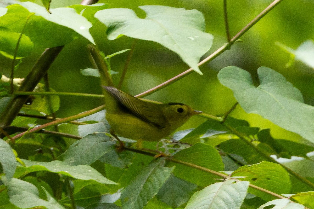 Wilson's Warbler - ML643656862