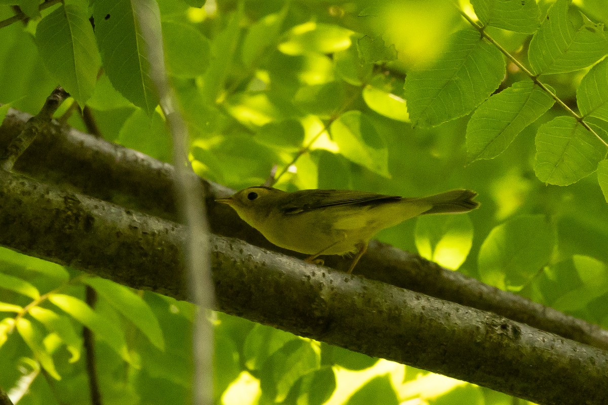 Wilson's Warbler - ML643656863