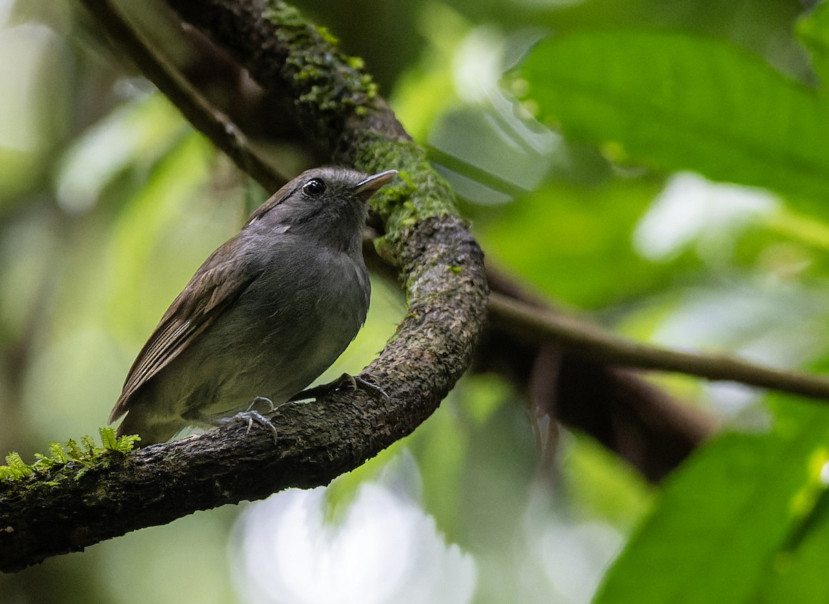 Slaty Gnateater - ML643656868