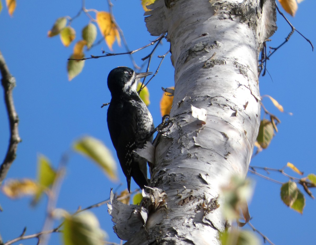 Black-backed Woodpecker - ML643656869