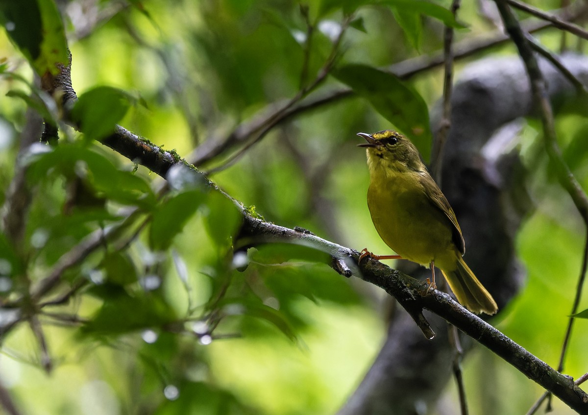 Two-banded Warbler - ML643656879