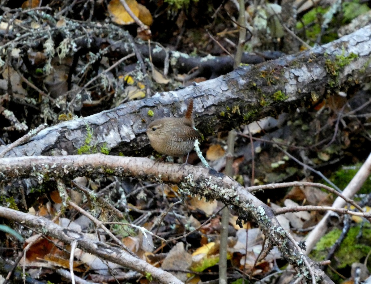 Winter Wren - ML643656897