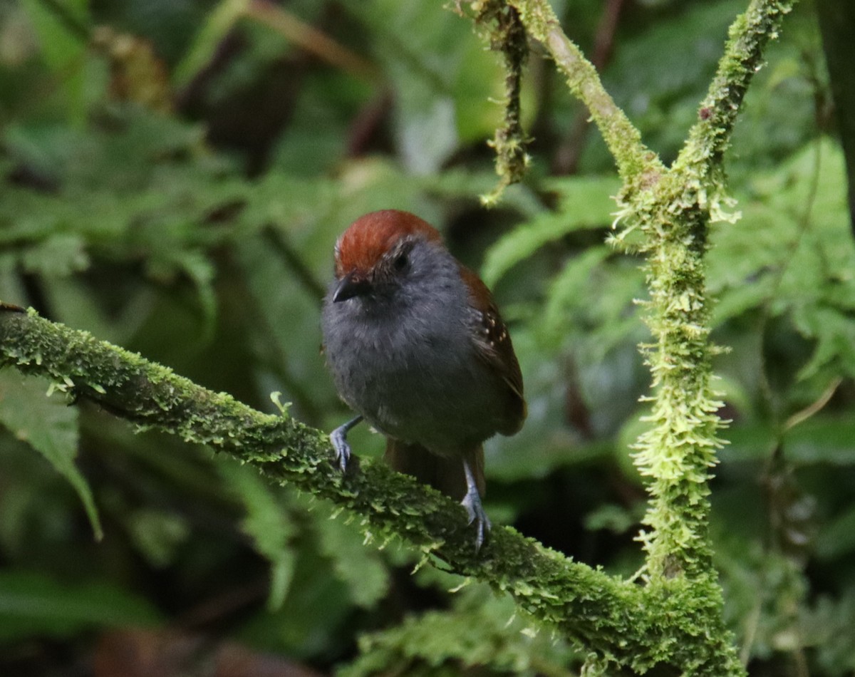 Bicolored Antvireo - ML643656919