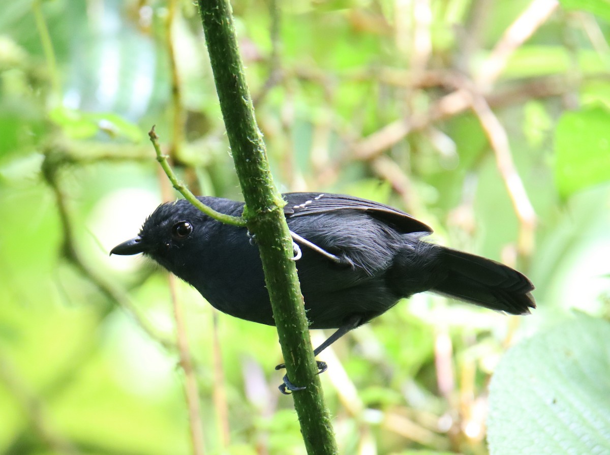 Bicolored Antvireo - ML643656920
