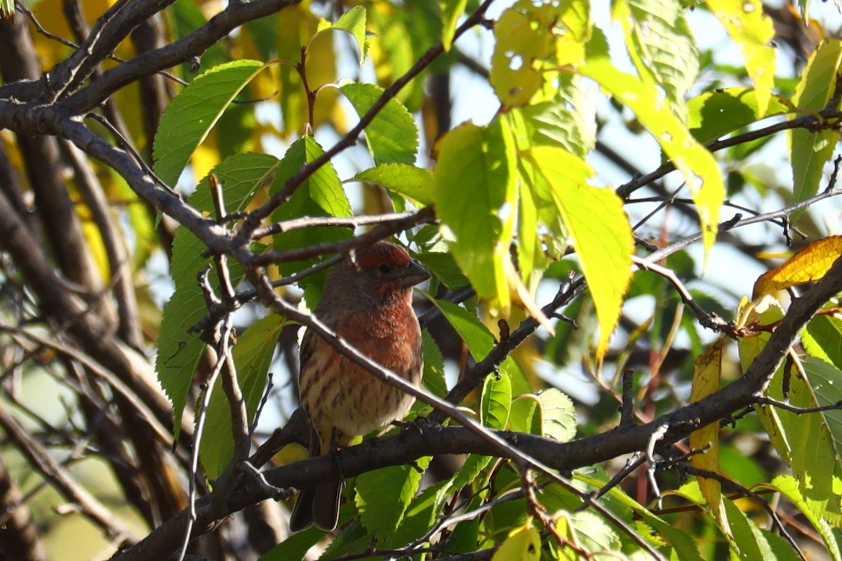 House Finch - ML643656930
