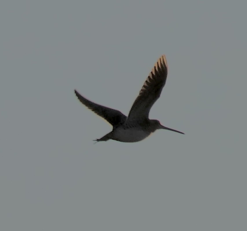 Common Snipe - ML643656958