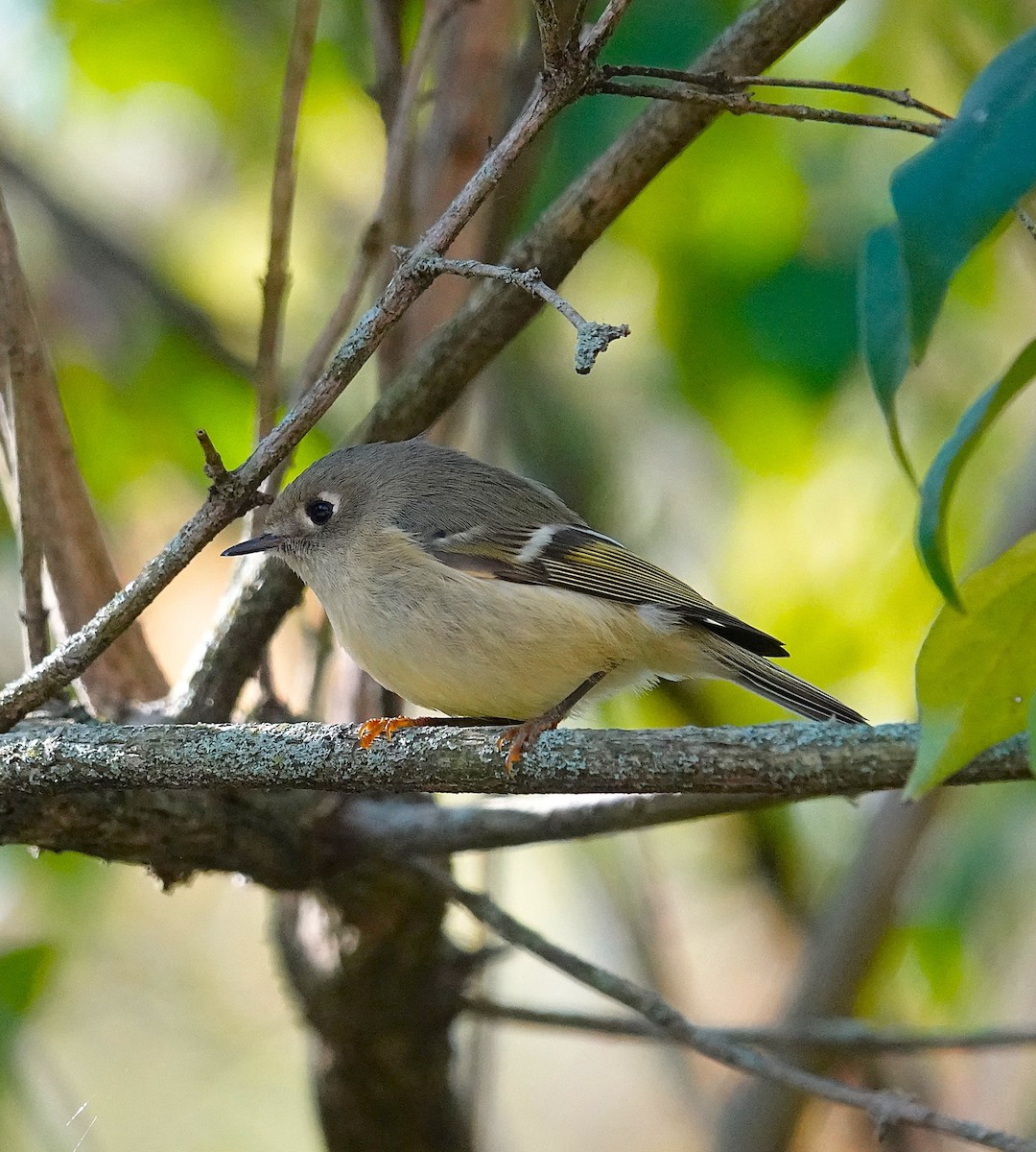 Ruby-crowned Kinglet - ML643656968