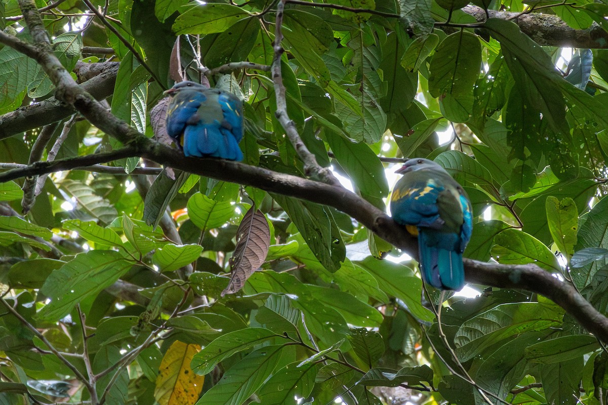 Wompoo Fruit-Dove - ML643656971