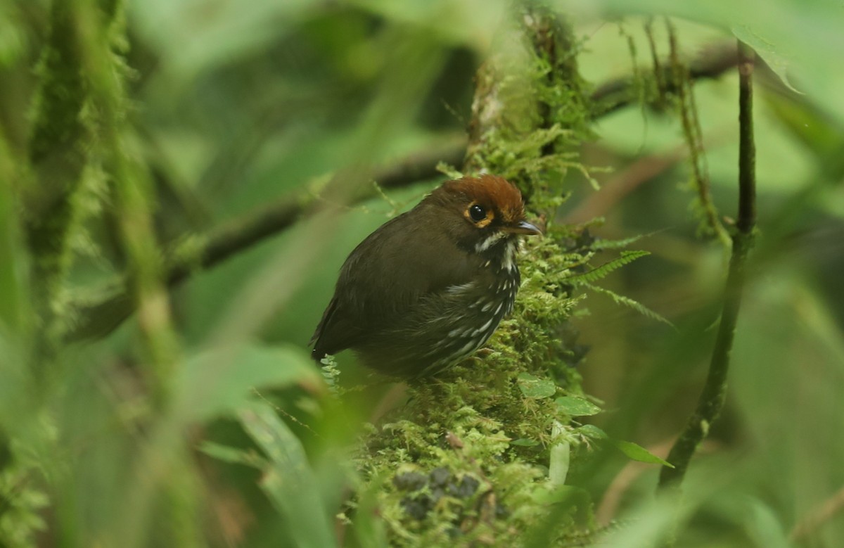 Peruvian Antpitta - ML643656973