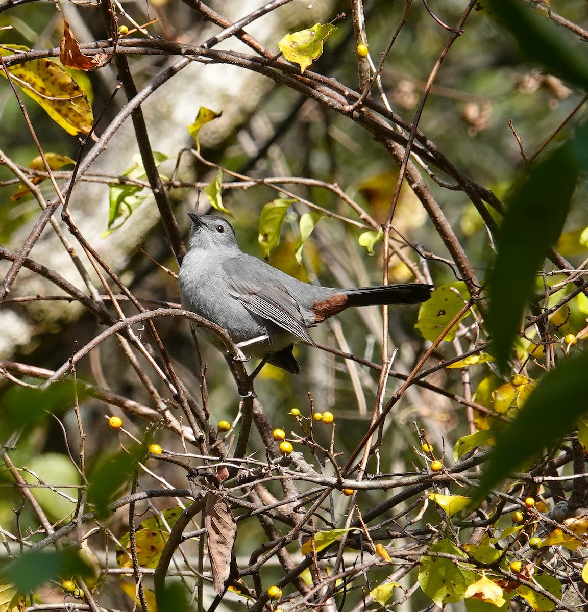 Gray Catbird - ML643656988