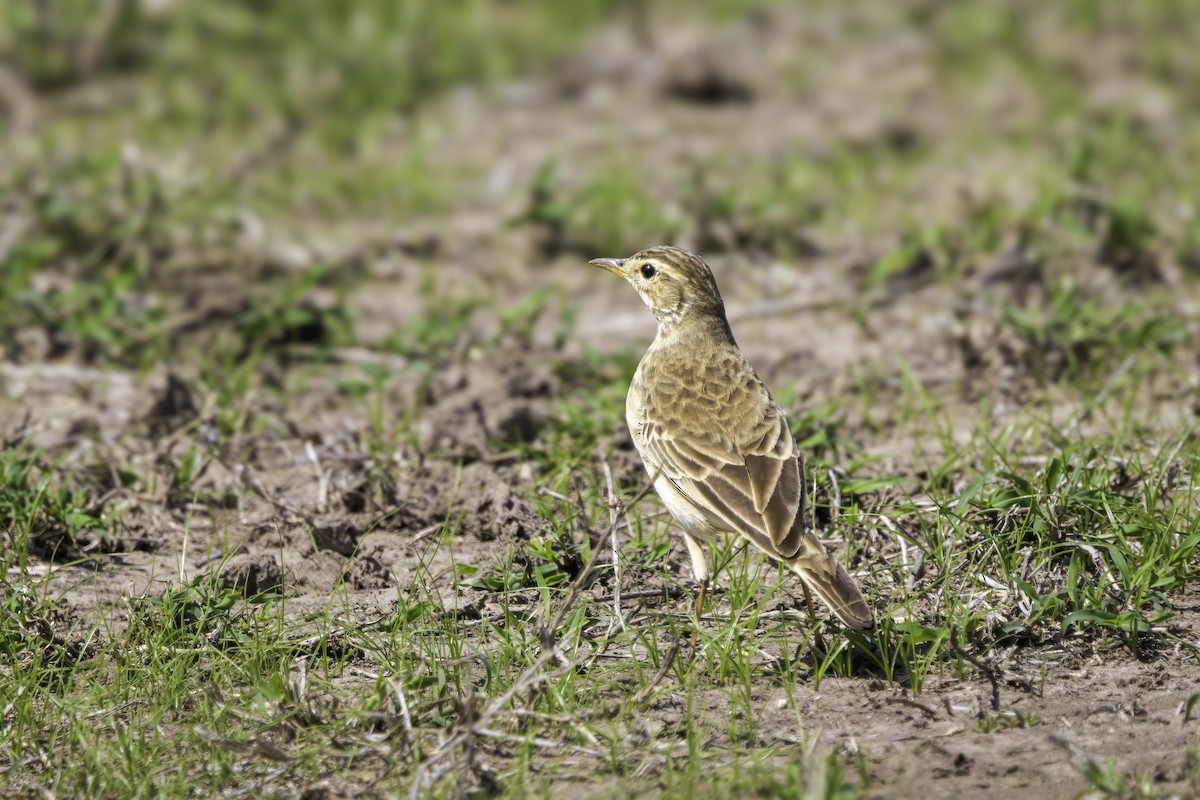 Plain-backed Pipit - ML643657008