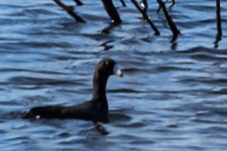 American Coot - ML643657020