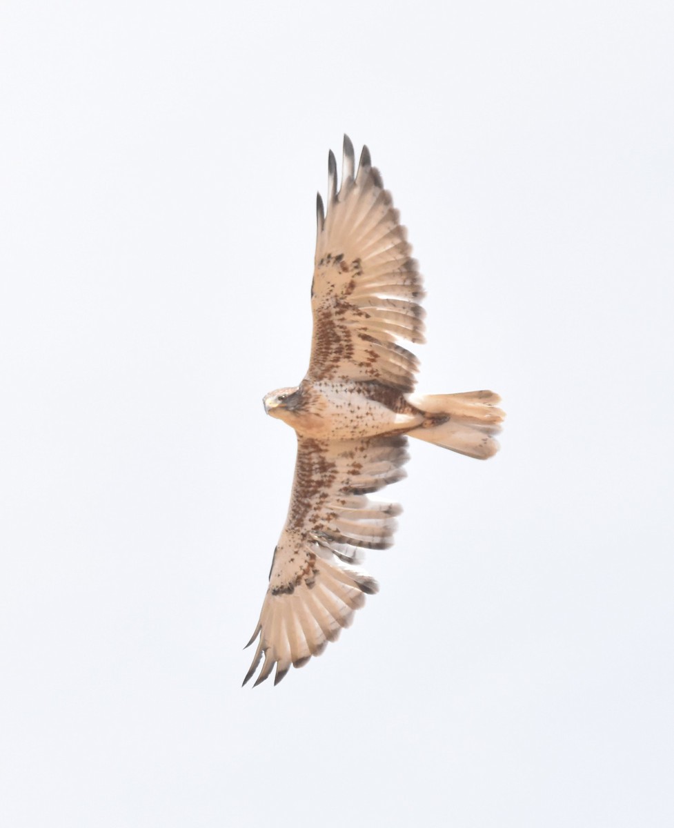 Ferruginous Hawk - ML643657027