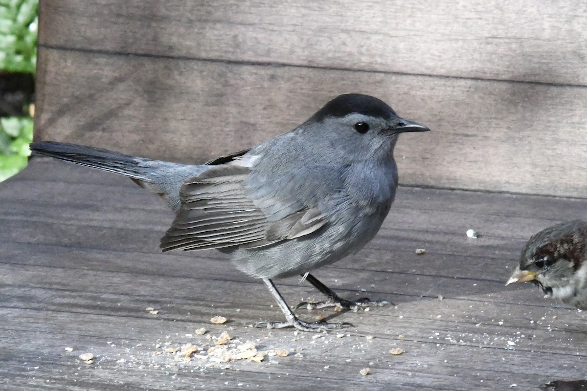 Gray Catbird - ML643657038