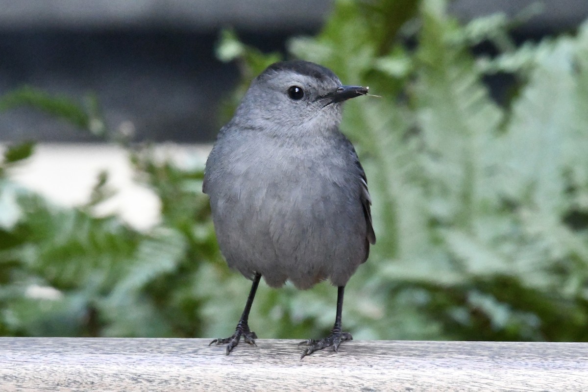Gray Catbird - ML643657039