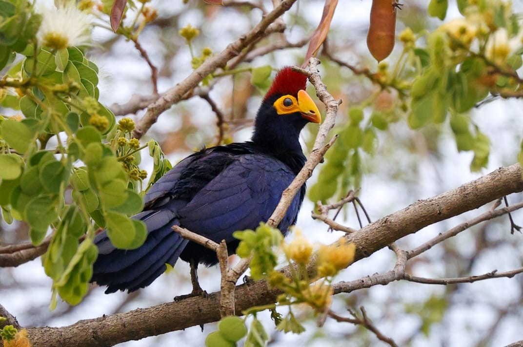 Турако червоночубий - ML643657040