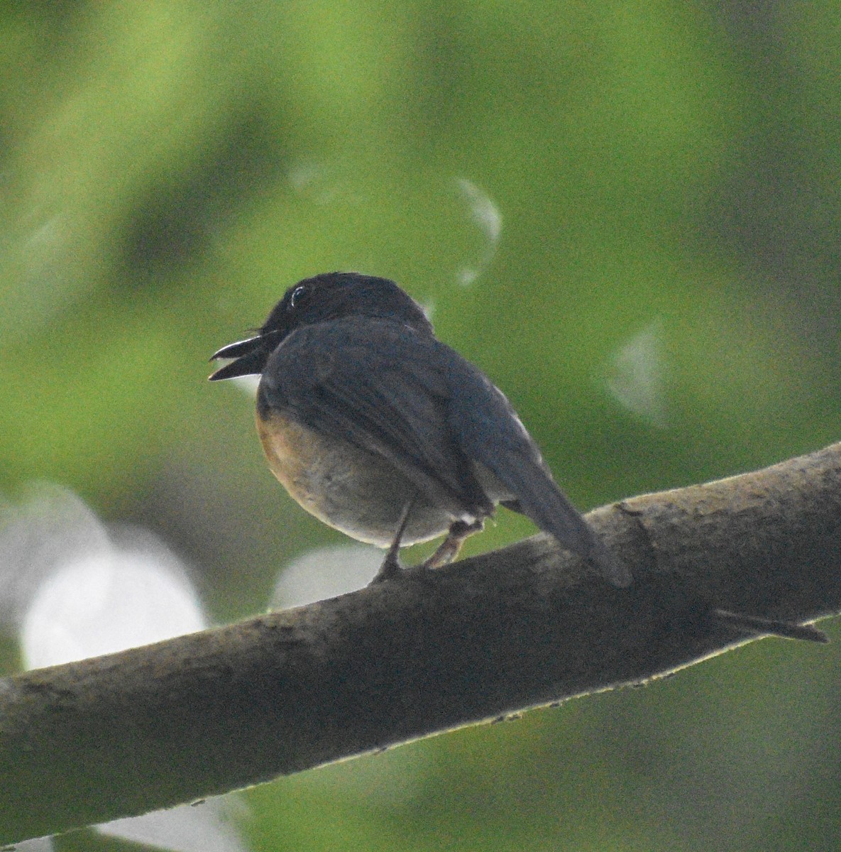 Tickell's Blue Flycatcher - ML643657046