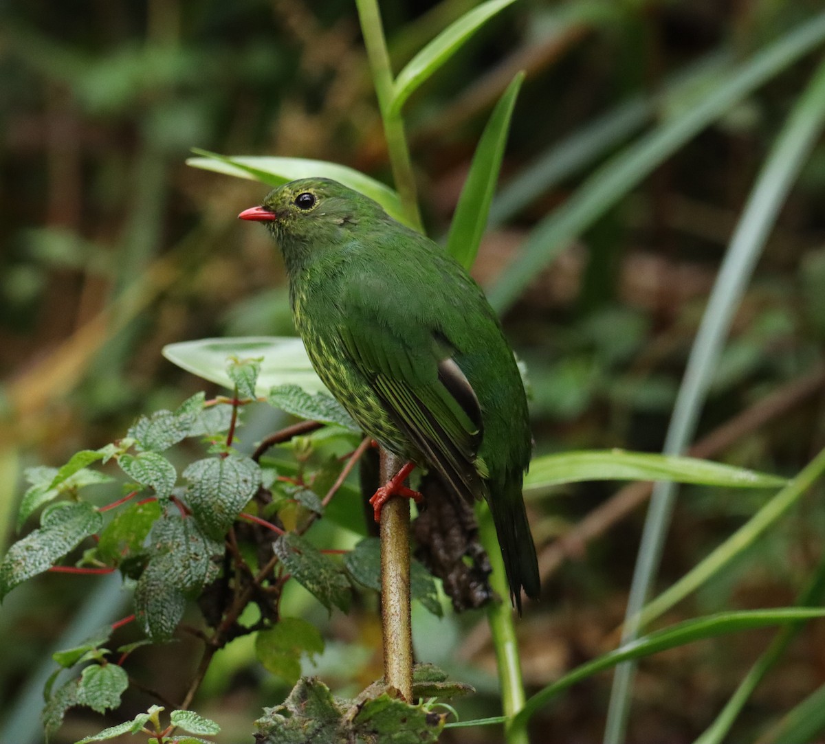 Cotinga vert et noir - ML643657048