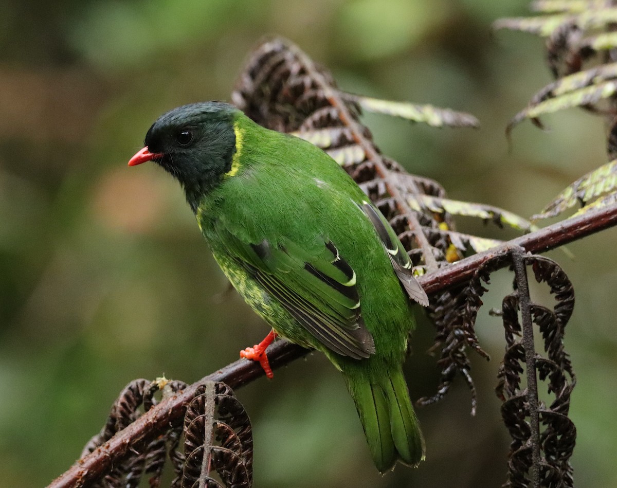 Cotinga vert et noir - ML643657049