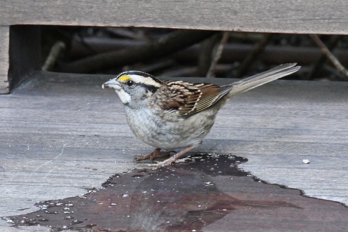 White-throated Sparrow - ML643657051