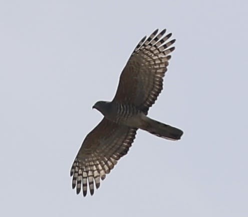 African Cuckoo-Hawk - ML643657052