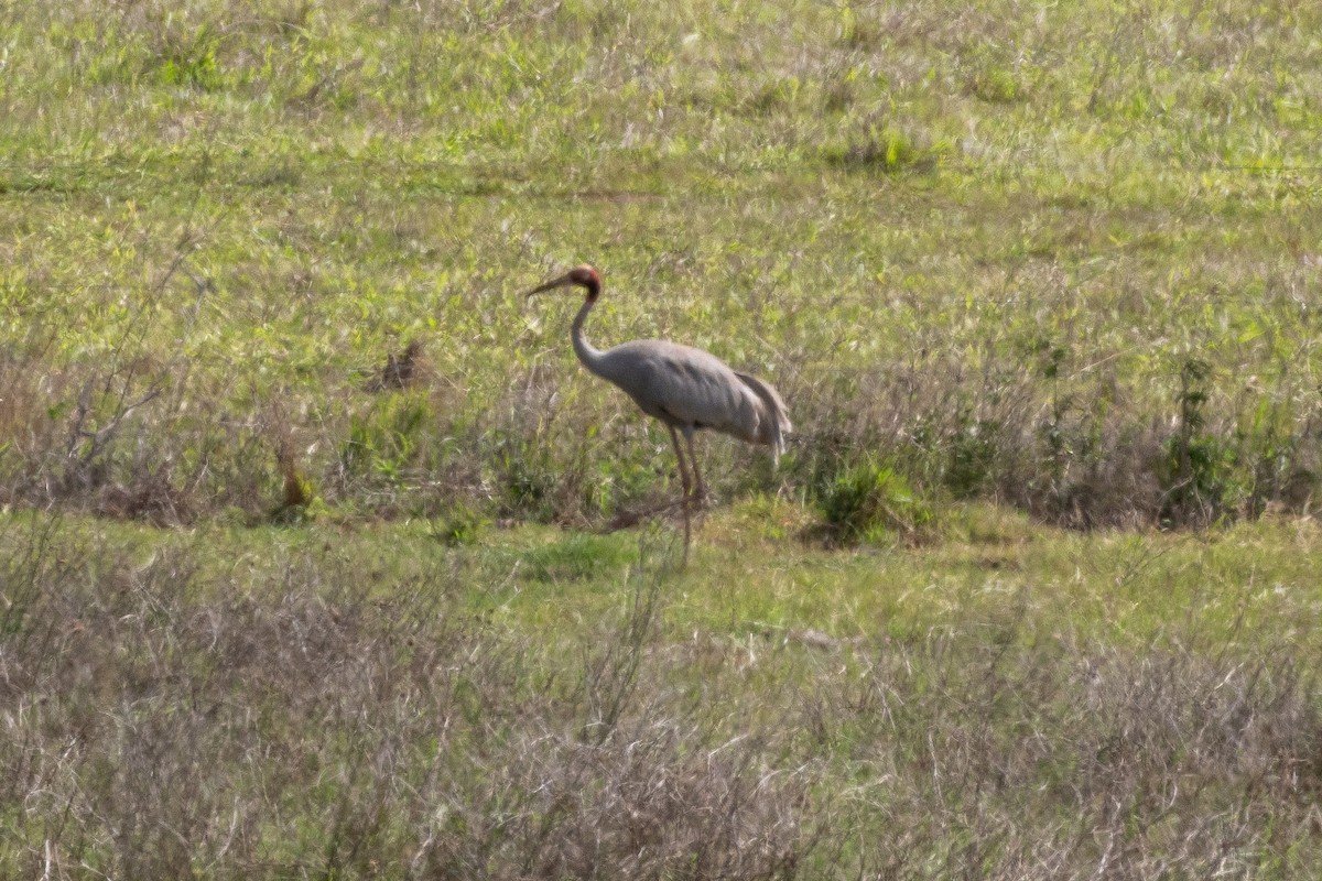 Sarus Crane - ML643657053
