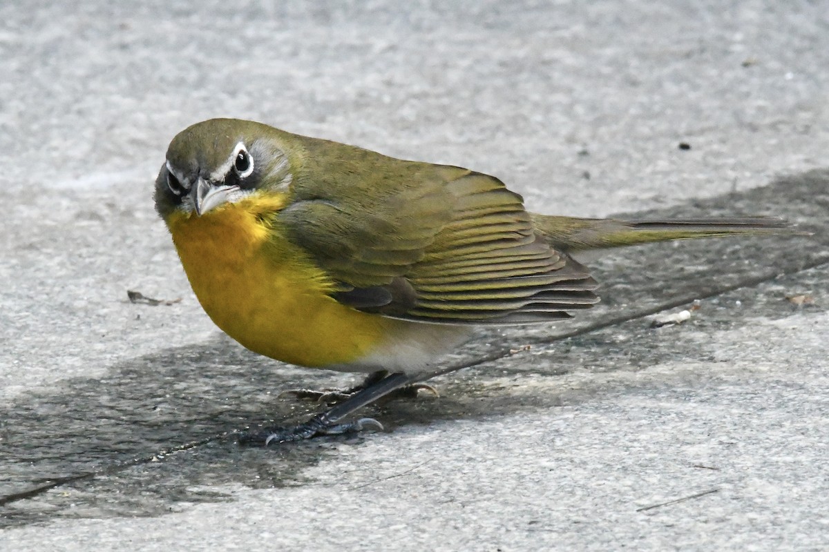 Yellow-breasted Chat (virens) - ML643657057
