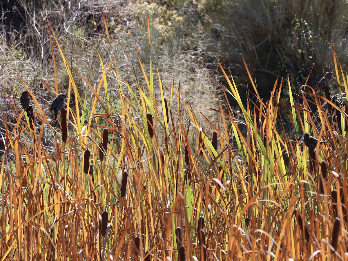 Red-winged Blackbird - ML643657058