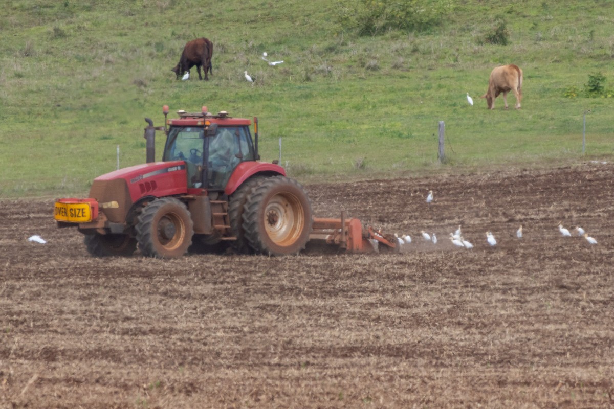 Eastern Cattle-Egret - ML643657059