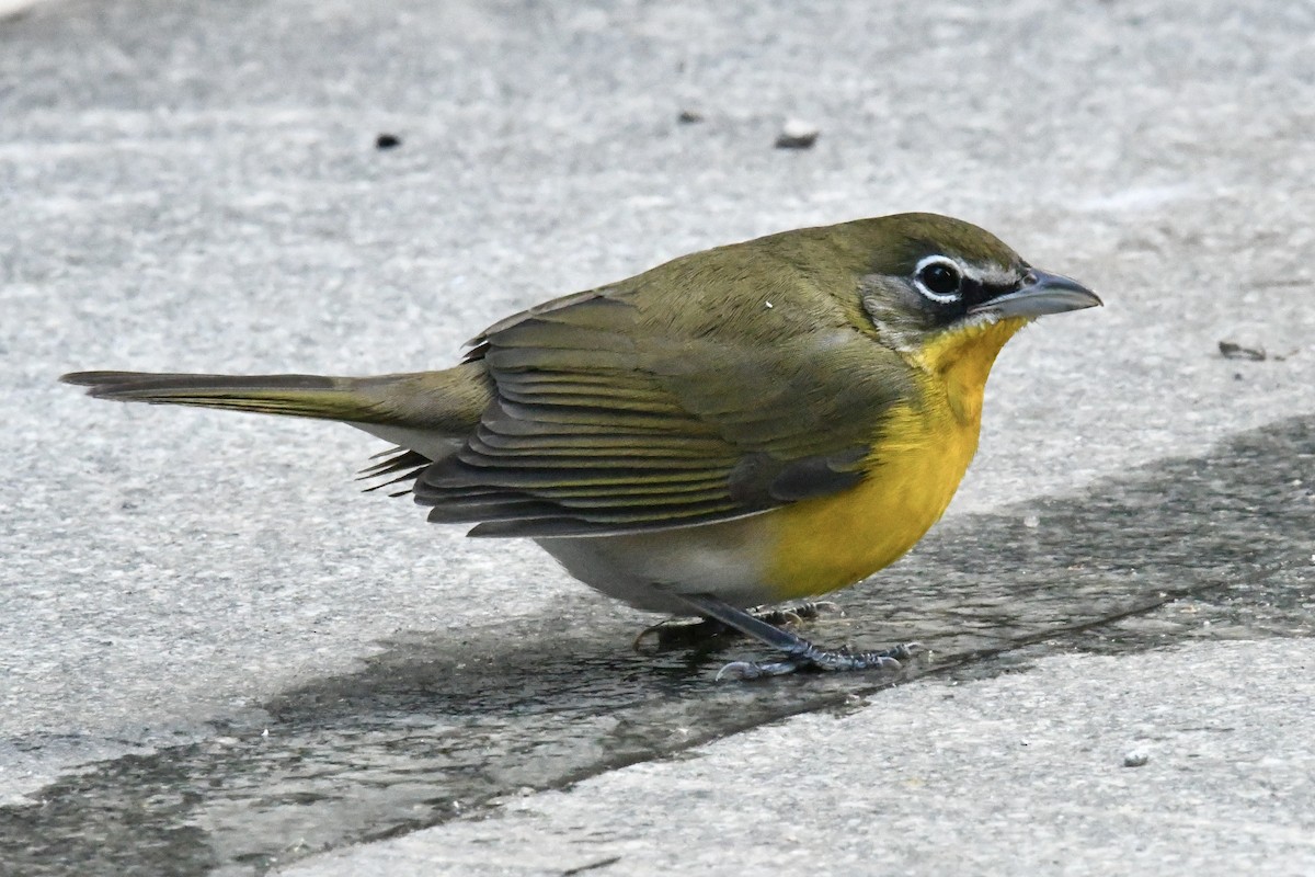 Yellow-breasted Chat (virens) - ML643657060
