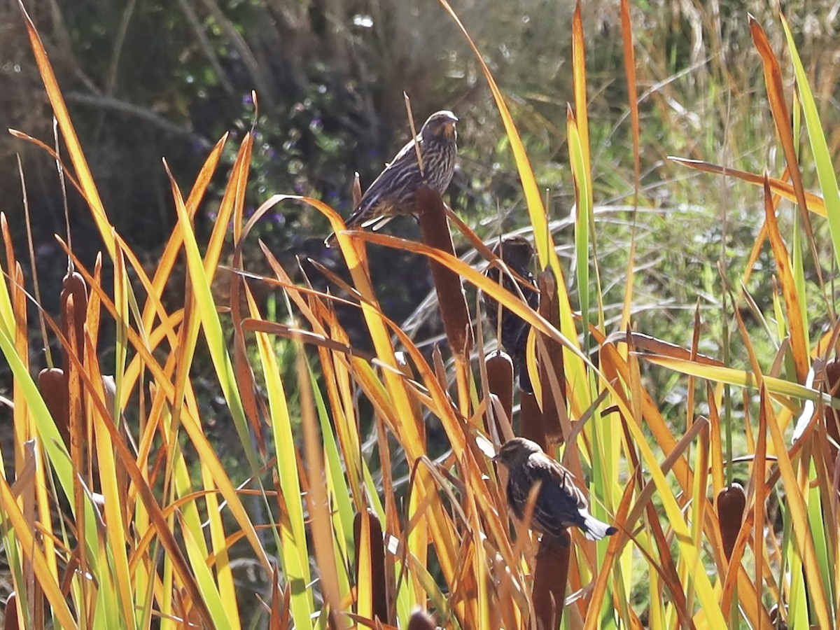 Red-winged Blackbird - ML643657061