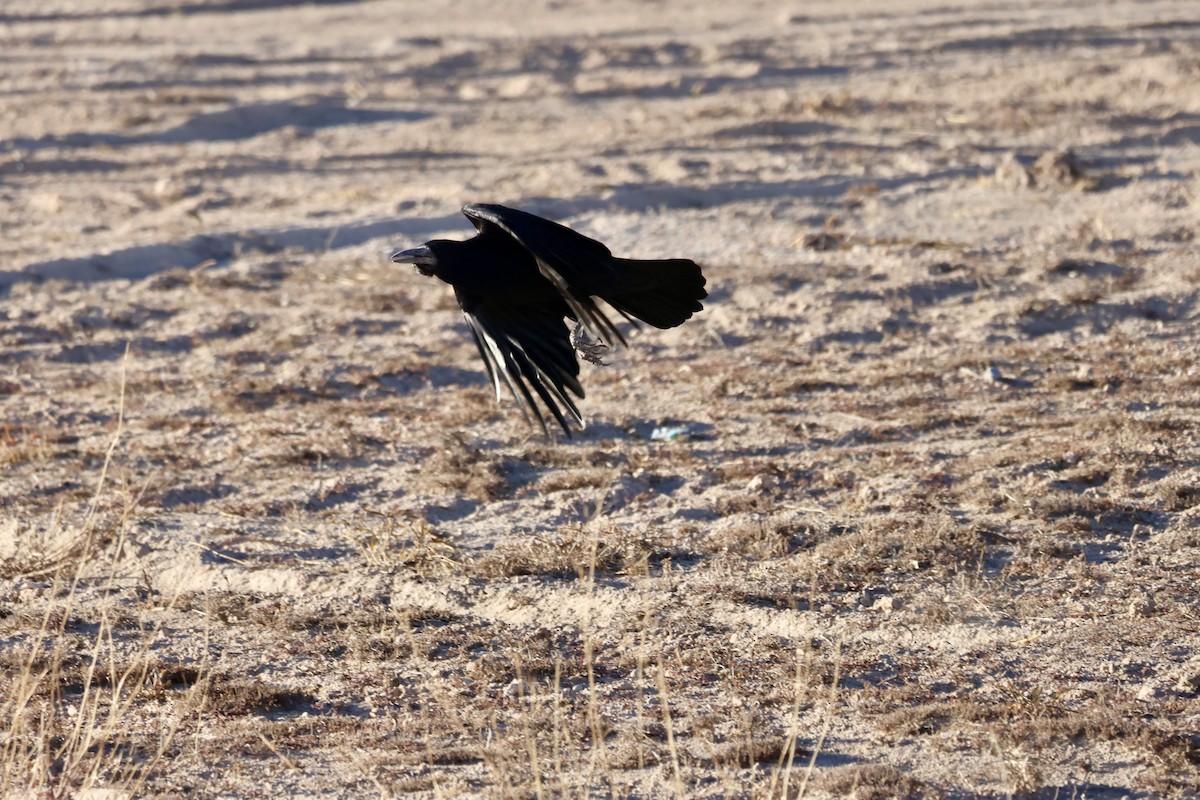 Rook - ML643657062