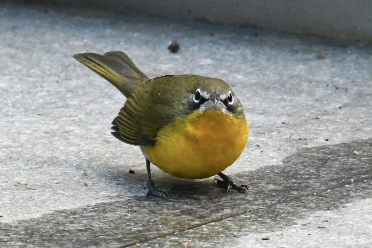 Yellow-breasted Chat (virens) - ML643657064
