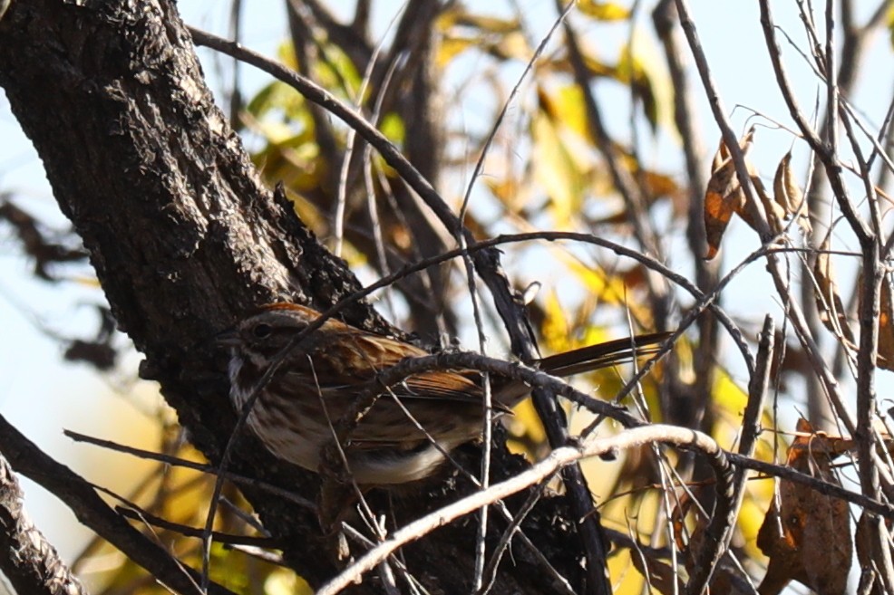 Song Sparrow - ML643657065