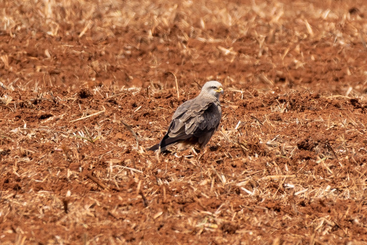 Black Kite - ML643657066