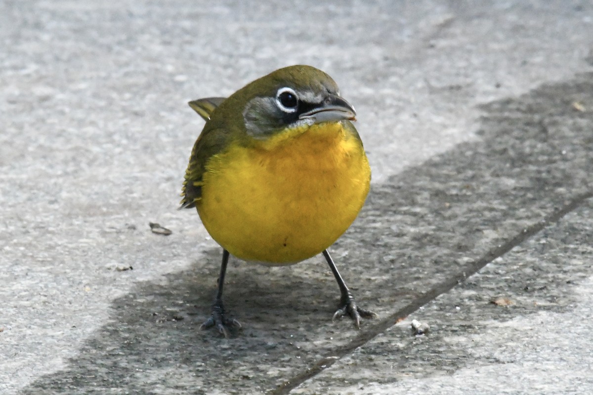 Yellow-breasted Chat (virens) - ML643657067