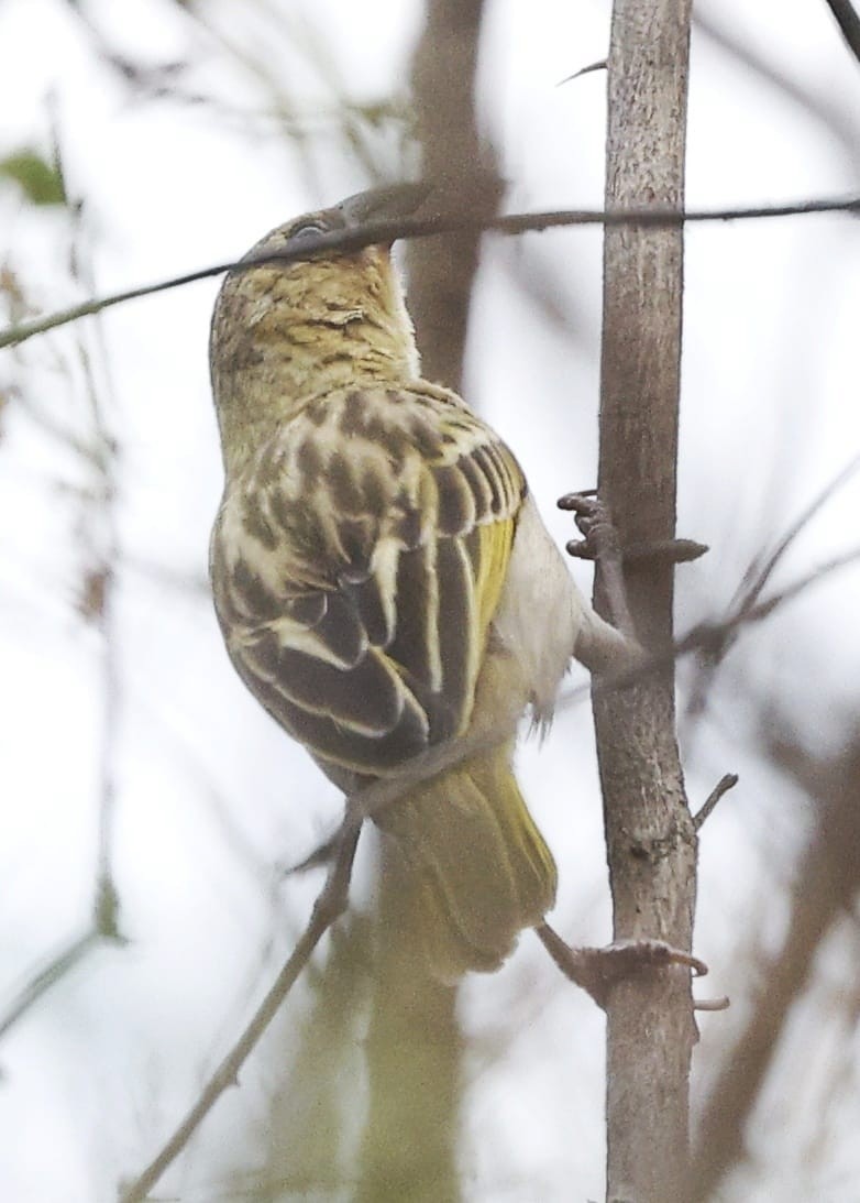 Village Weaver - ML643657068
